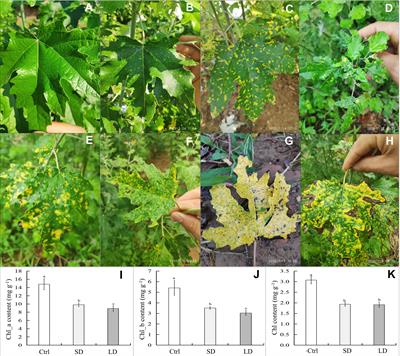 Integrated transcriptome and microRNA sequencing analyses reveal gene responses in poplar leaves infected by the novel pathogen bean common mosaic virus (BCMV)